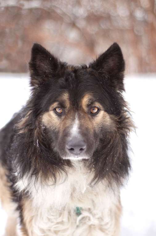 Собаки в Москве: Бархотный аристократ Буши в поисках дома Мальчик, Бесплатно - фото 1
