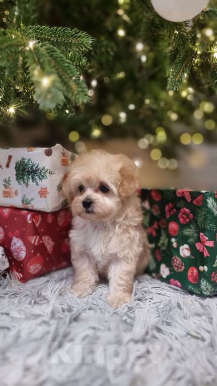 Собаки в Москве: Супер мини Мальтипу  Девочка, 120 000 руб. - фото 8