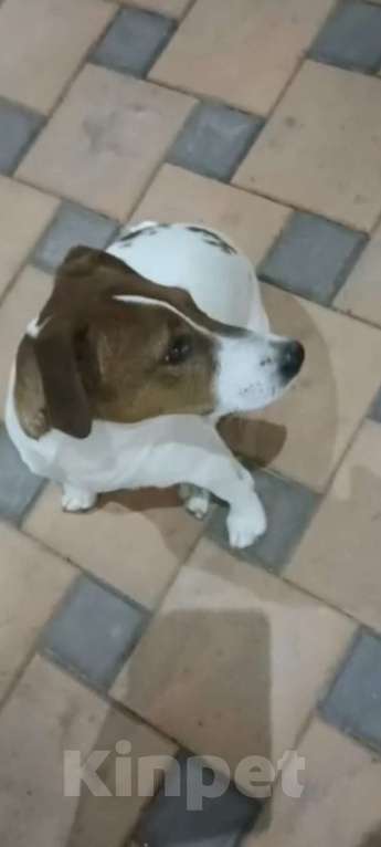 Собаки в других городах Краснодарского края: Продам срочно! Мальчик, 15 000 руб. - фото 3