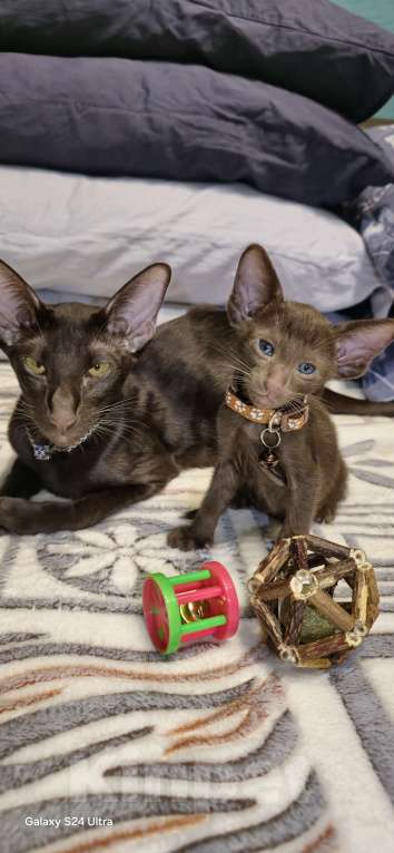 Кошки в Москве: Мальчик здоровяк Мальчик, 50 000 руб. - фото 2