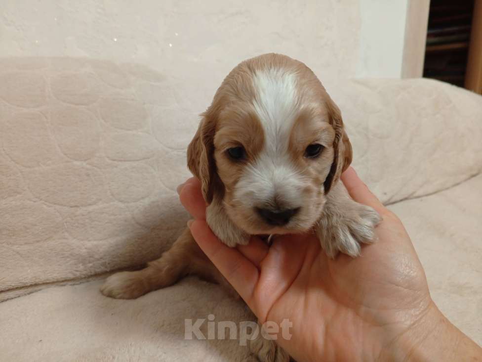 Собаки в Гулькевичах: Девочка Девочка, 15 000 руб. - фото 3