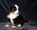 Собаки в других городах Московской области: Бернский зенненхунд Девочка, 120 000 руб. - фото 3