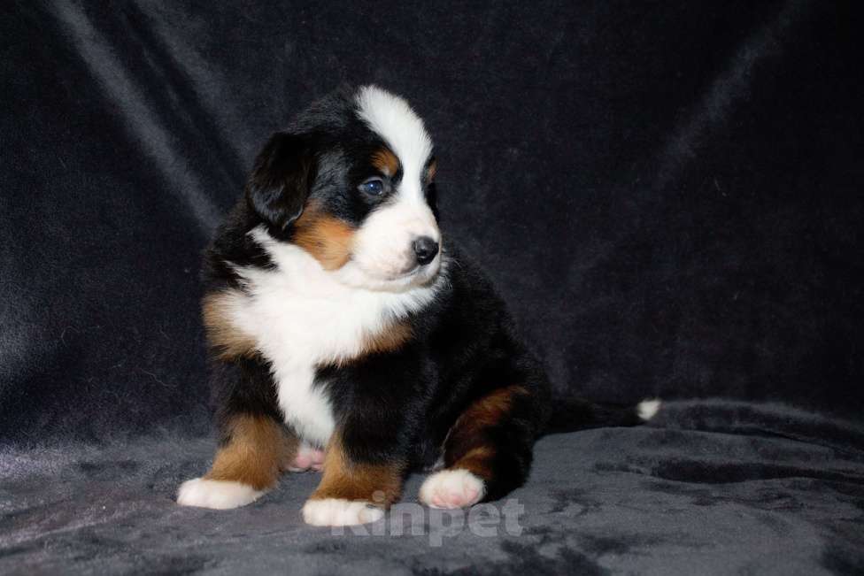 Собаки в других городах Московской области: Бернский зенненхунд Девочка, 120 000 руб. - фото 3