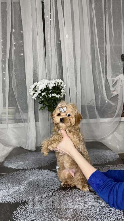 Собаки в Москве: Девочка мальтипу f1 Мишани стар Флаффи Девочка, 230 000 руб. - фото 4