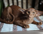 Кошки в Санкт-Петербурге: Продается ориентальный котенок Мальчик, 50 000 руб. - фото 4