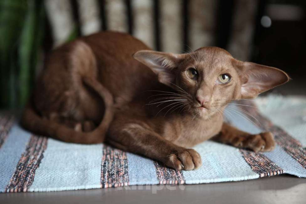 Кошки в Санкт-Петербурге: Продается ориентальный котенок Мальчик, 50 000 руб. - фото 4