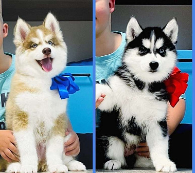 Хаски Щенки Разных окрасов