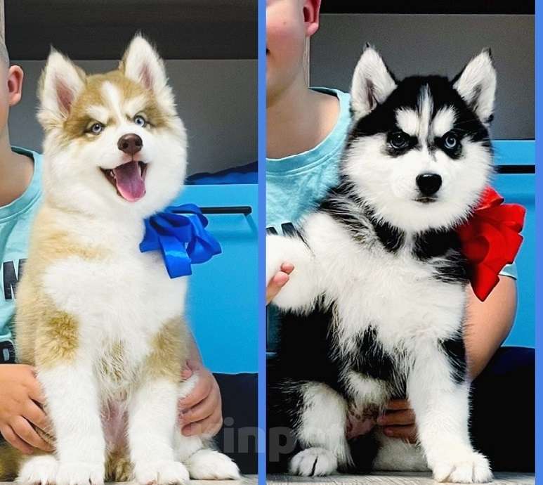 Собаки в Ставрополе: Хаски Щенки Разных окрасов Разнополые, Бесплатно - фото 1