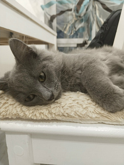 Котенок в добрые руки СРОЧНО