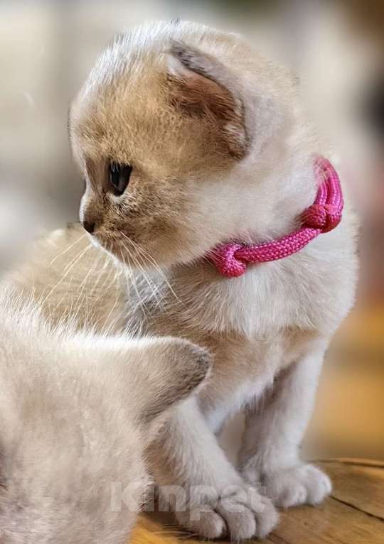 Кошки в Москве: Котята европейской бурмы. Мальчик, 40 000 руб. - фото 6