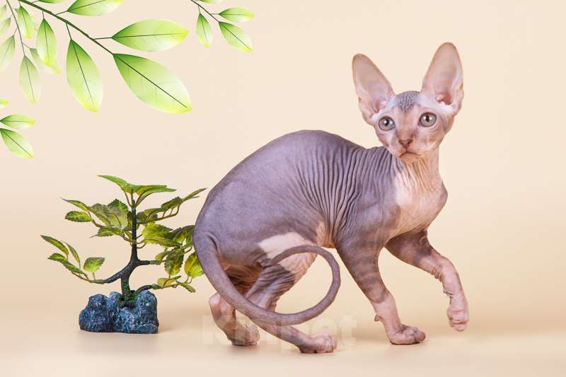 Кошки в Москве: Питомник Скорпион предлагает котят. Девочка, Бесплатно - фото 9