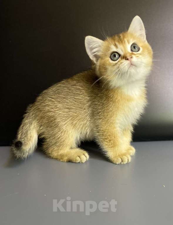 Кошки в Москве: Шотландцы  Мальчик, 35 000 руб. - фото 3