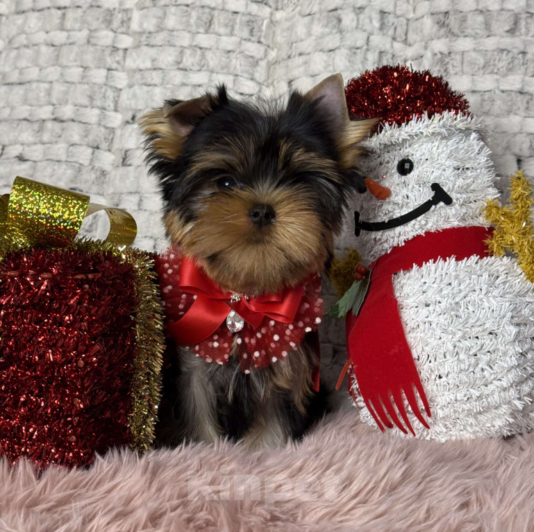 Собаки в Москве: Йоркширский терьер мальчик  Мальчик, 65 000 руб. - фото 1