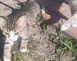Кошки в Белгороде: Отдам в хорошие руки котят.   Девочка, Бесплатно - фото 1
