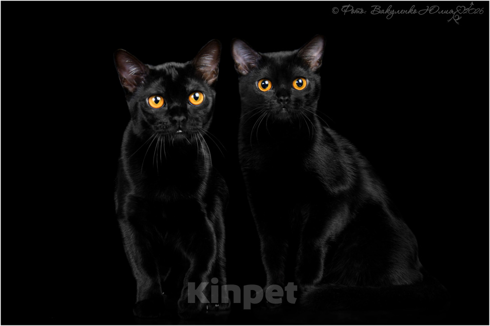 Кошки в Ростове-на-Дону: Котята породы Бомбей Мальчик, Бесплатно - фото 8