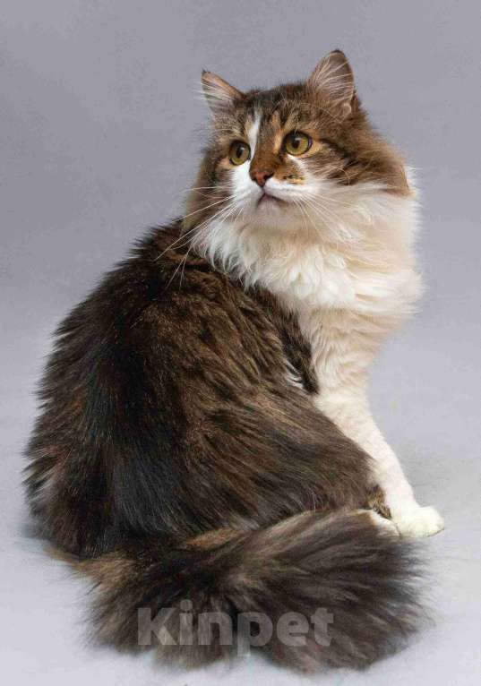 Кошки в Москве: Нежный ласковый котик Симон в добрые руки Мальчик, Бесплатно - фото 5