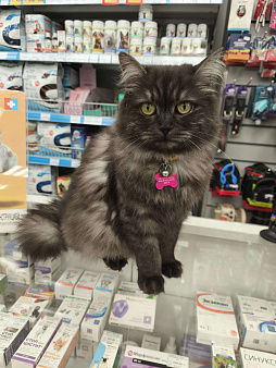 Объявление: кошка Тучка ищет дом, Бесплатно, Москва