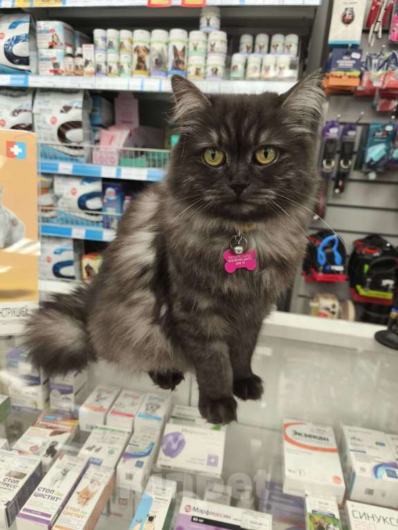 Кошки в Москве: кошка Тучка ищет дом Девочка, Бесплатно - фото 1