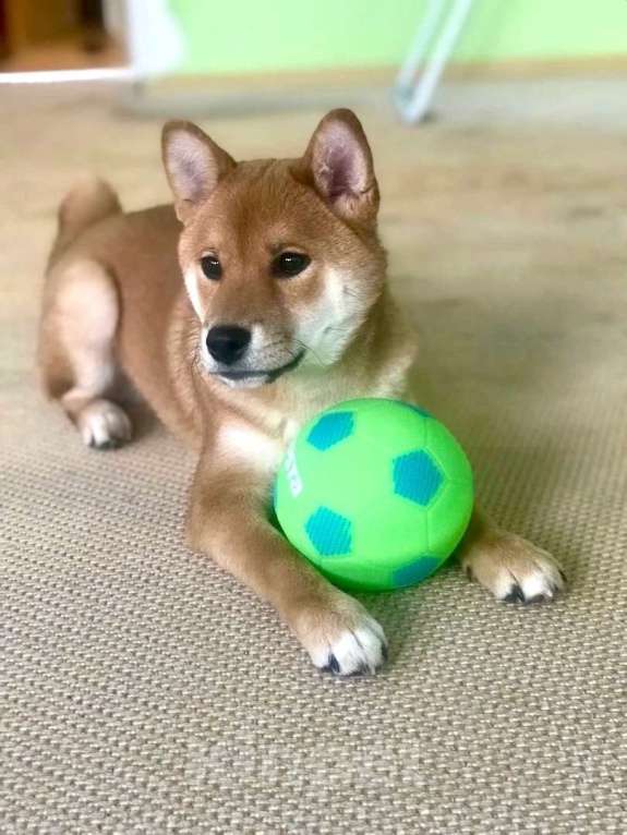 Собаки в Череповце: Сиба ину Девочка, 50 000 руб. - фото 3