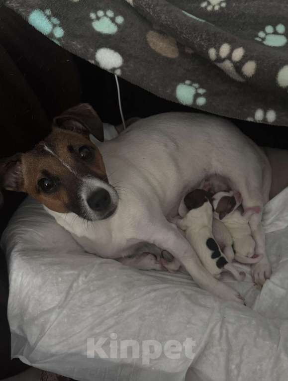 Собаки в Краснодаре: Щенки джек-рассел-терьера Разнополые, 15 000 руб. - фото 6