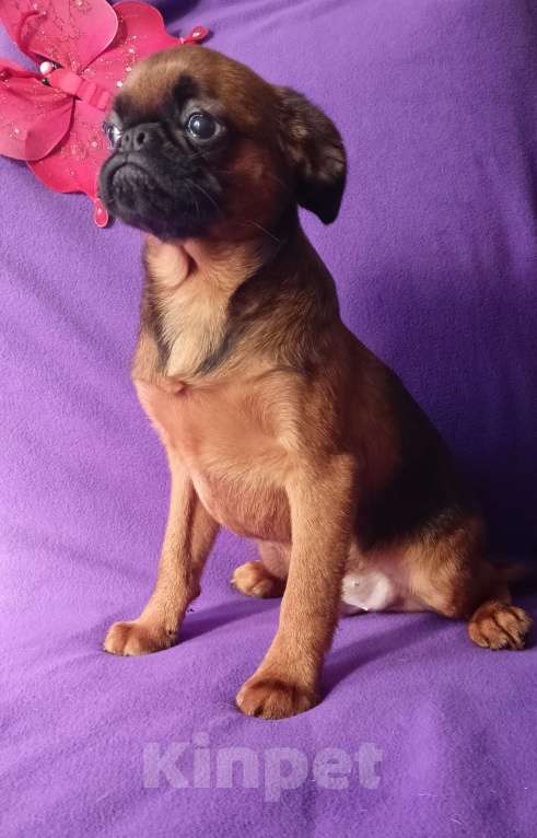 Собаки в Санкт-Петербурге: Мальчик-праздник Мальчик, 80 000 руб. - фото 3