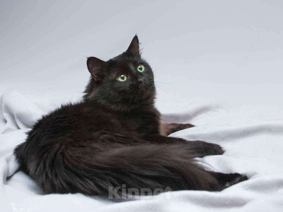 Кошки в Москве: Ласковый чёрный пушистый котик Хеликс Мальчик, Бесплатно - фото 4