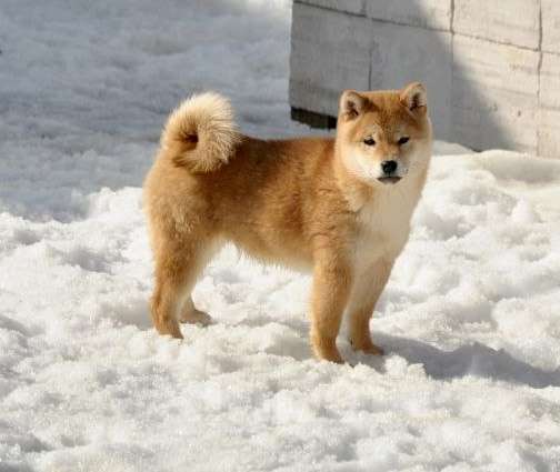 Собаки в Задонске: Щенок Сиба Девочка, 40 000 руб. - фото 1