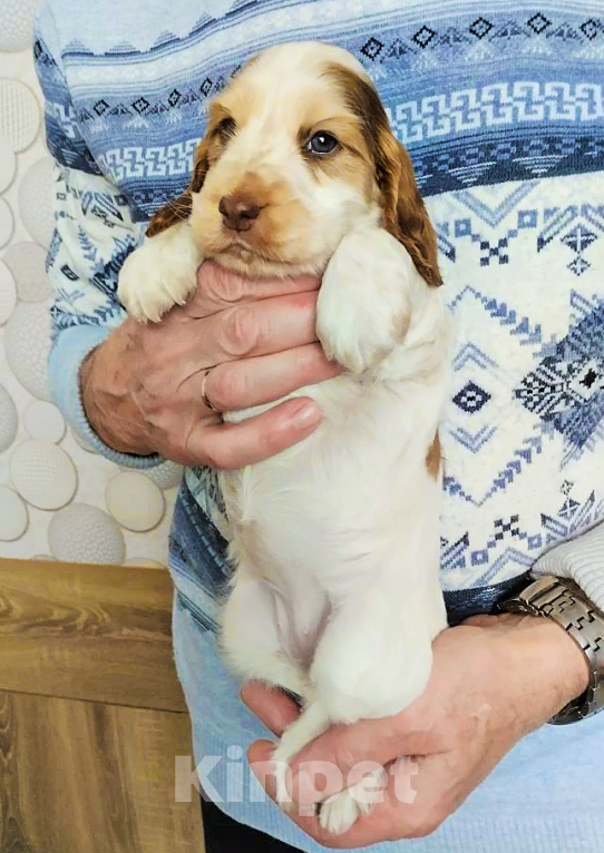 Собаки в Переславле-Залесском: Щенок английского кокера редкого окраса. Девочка, 40 000 руб. - фото 2