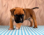 Собаки в Москве: Красивые мальчики амстаффа  Мальчик, 80 000 руб. - фото 3
