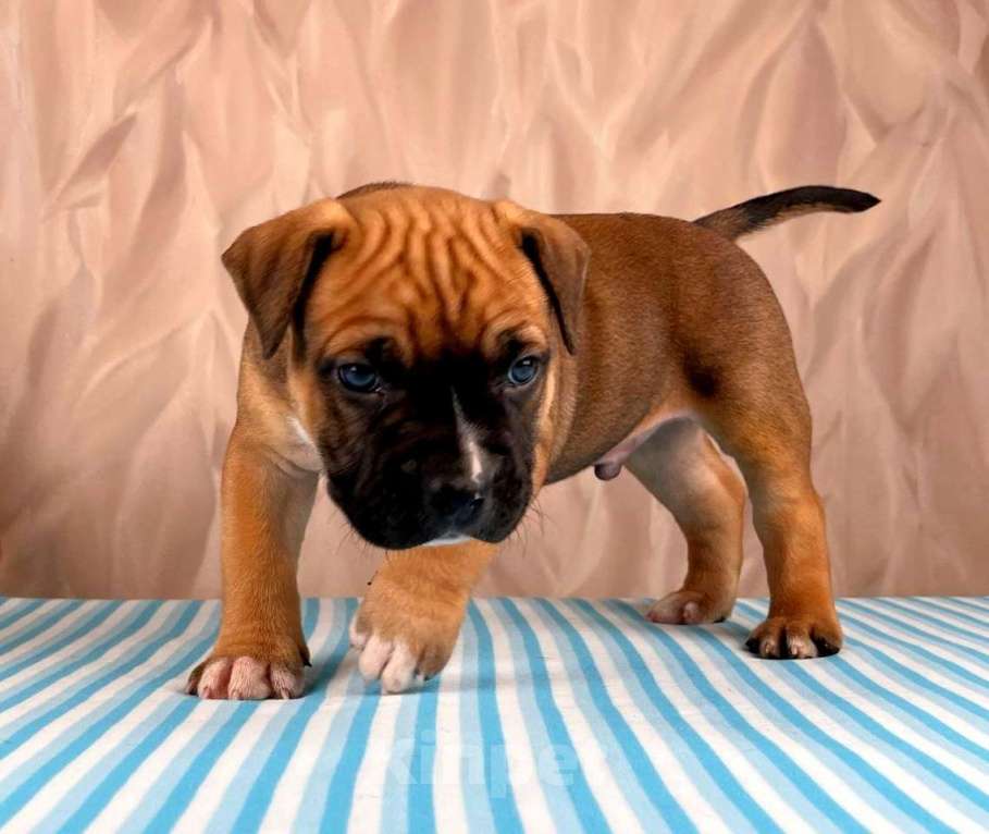 Собаки в Москве: Красивые мальчики амстаффа  Мальчик, 80 000 руб. - фото 3