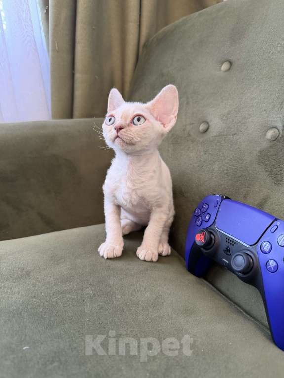 Кошки в Казани: Продаю милейших котят породы Девон Рекс. Девочка, 80 000 руб. - фото 6