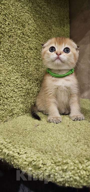 Кошки в Балашихе: Золотой пирожок Мальчик, 40 000 руб. - фото 3