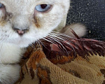 Кошки в Арзамасе: Голубоглазый кот, 4 руб. - фото 3