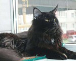 Кошки в Моздоке: Котята мейн кун, 15 000 руб. - фото 9