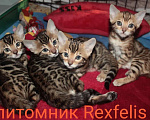 Кошки в Барнауле: Бенгальские котята Девочка, 30 000 руб. - фото 2