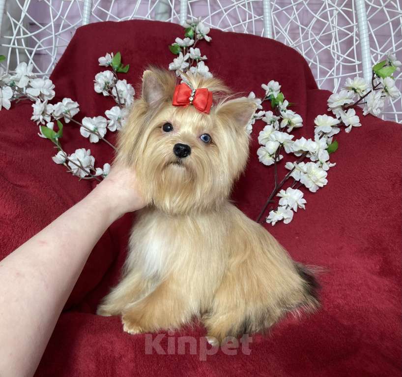 Собаки в Москве: Подрощенный йорк девочка мини голубоглазая Девочка, 100 000 руб. - фото 8