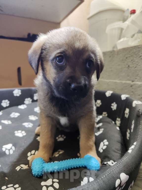 Собаки в Ессентуках: Мальчик и девочки Девочка, Бесплатно - фото 5