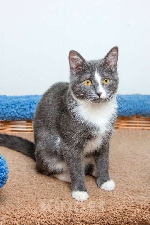 Кошки в Москве: Кошечка в платиновой шубке Диора в добрые руки Девочка, Бесплатно - фото 3