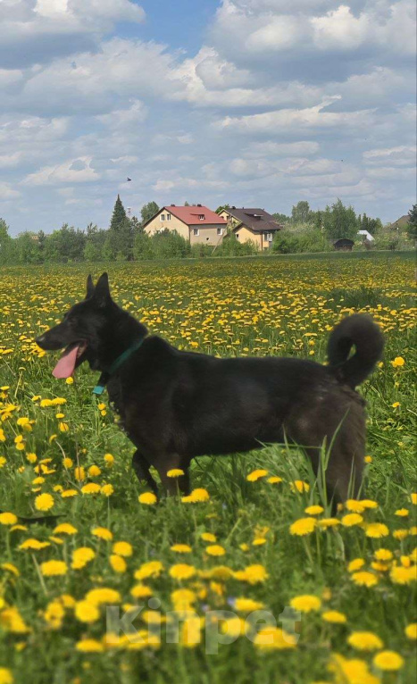 Собаки в Королеве: Гранат безумно умный и ласковый пёс! Мальчик, Бесплатно - фото 4