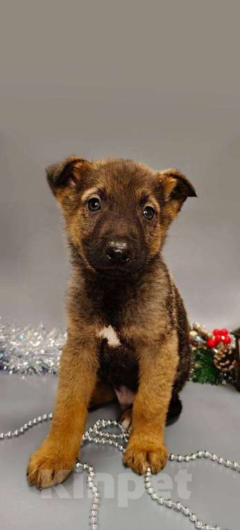 Собаки в других городах Московской области: Тоша Мальчик, Бесплатно - фото 1