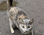Кошки в Москве: Трехцветная кошечка погибает на улице Девочка, 1 руб. - фото 2