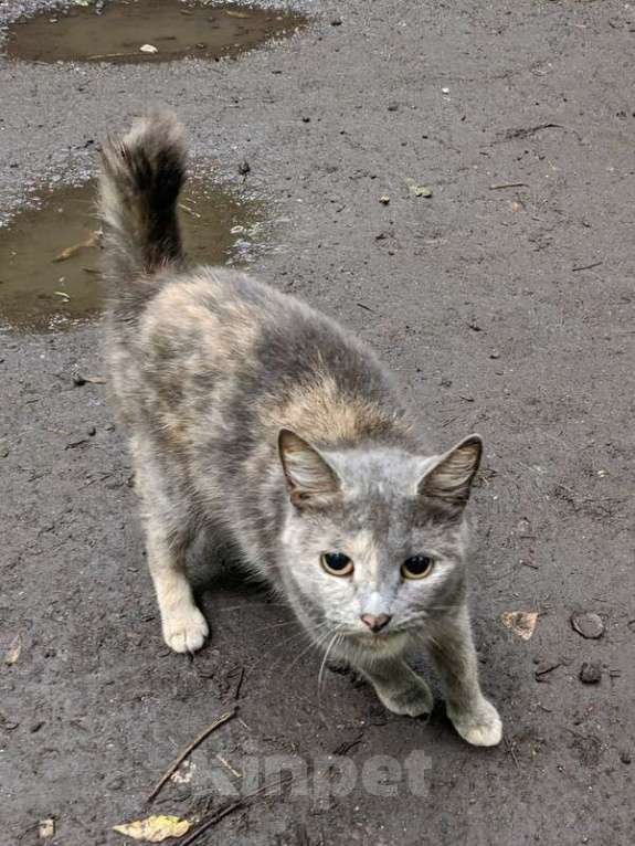 Кошки в Москве: Трехцветная кошечка погибает на улице Девочка, 1 руб. - фото 2