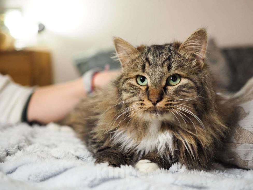 Кошки в Москве: котенок Мохер ищет дом Мальчик, Бесплатно - фото 7