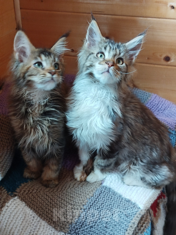 Кошки в Санкт-Петербурге: Котята мейн-кун Мальчик, 25 000 руб. - фото 5
