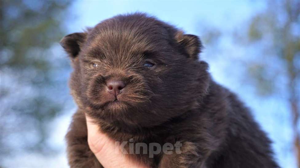 Собаки в Архангельске: Щенки шпица Мальчик, 35 000 руб. - фото 1