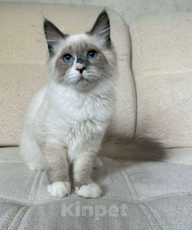 Кошки в Новосибирске: Barry Мальчик, 55 000 руб. - фото 2