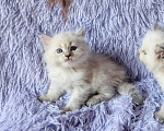 Кошки в Новосибирске: Кошечка блюшечка Девочка, Бесплатно - фото 1