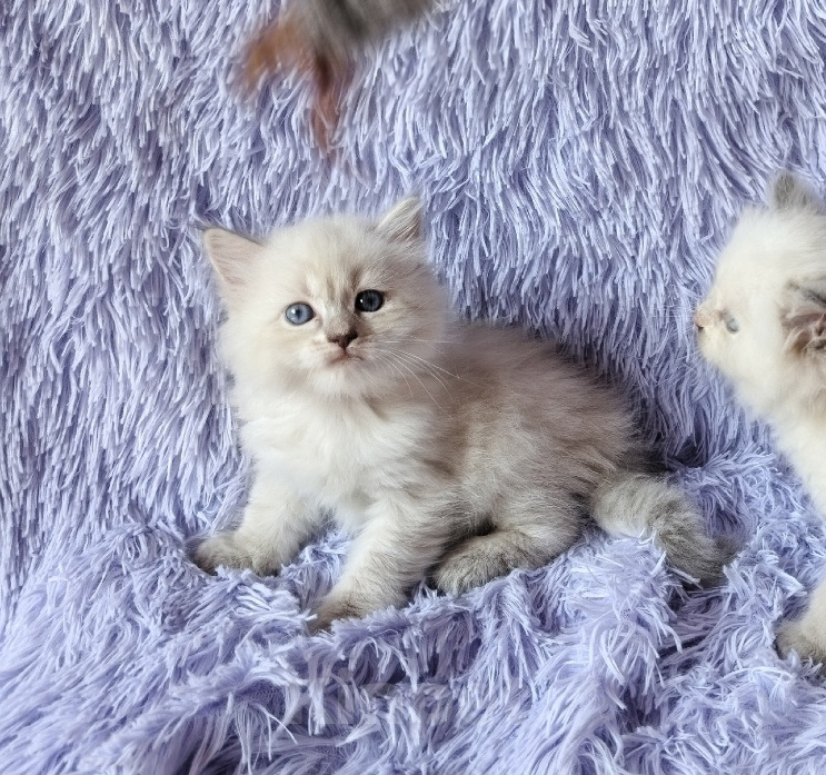 Кошки в Новосибирске: Кошечка блюшечка Девочка, Бесплатно - фото 1