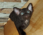 Кошки в Тольятти: котенок девон рекса Девочка, Бесплатно - фото 3