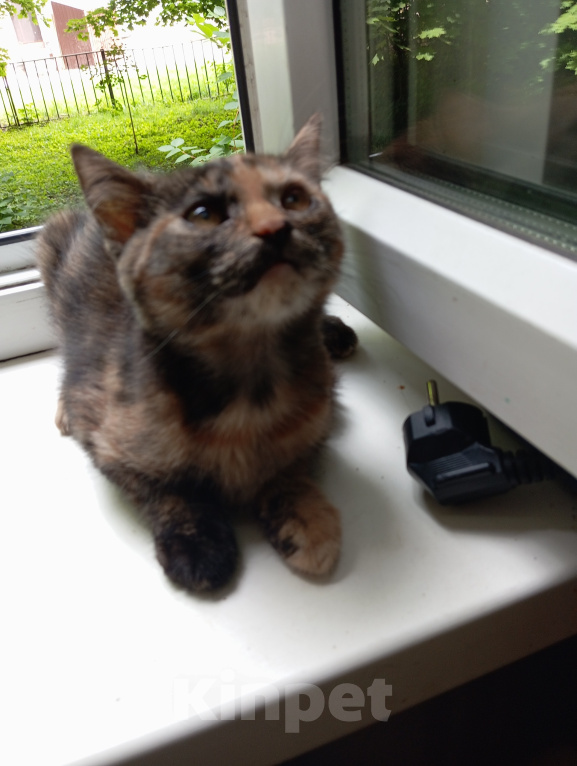 Кошки в Жуковском: Котята в добрые руки Девочка, Бесплатно - фото 6